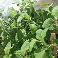 oregano famous herb and good essential oil