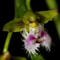  Therapeutic and scented orchid of sentosa Ornithochilus difformis (Wall ex Lindl.) Schltr. Syn. Ornithochilus fuscus Wall ex Lindl.