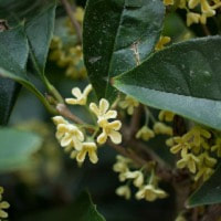 osmanthus oil is soothing and comforting