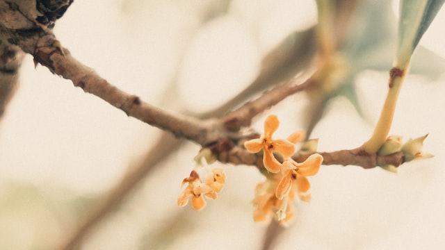Osmanthus is also used in perfumery, as the flower's unique aroma is highly valued for its delicate and complex fragrance