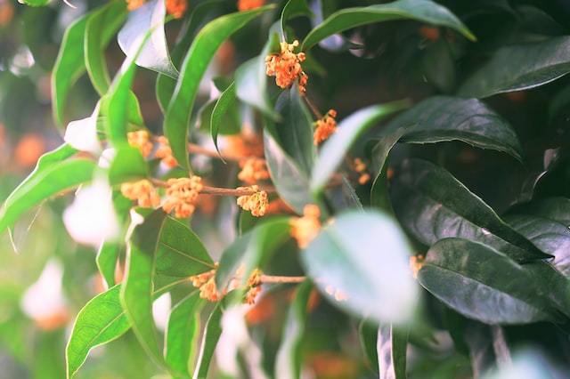 The scent of osmanthus is often described as sweet and floral, with hints of apricot or peach. 
