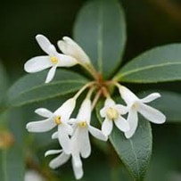 Osmanthus is described to smell like a mixture of fruity and floral notes. 