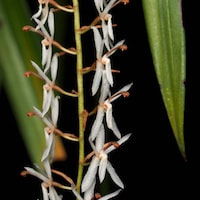 Otochilus fuscus Lindl. Therapeutic and scented orchid of sentosa 
