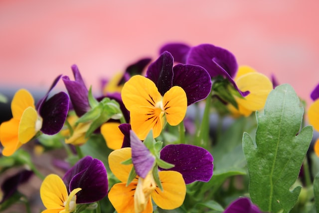 Pansies are members of the Viola genus,