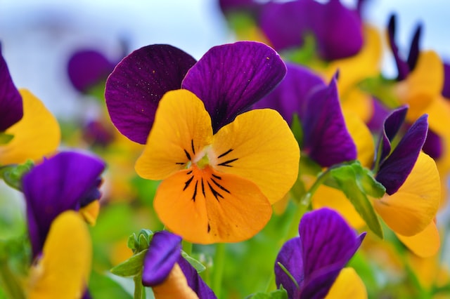 Pansy is often used as a top or middle note in perfumes, and pairs well with other floral notes such as roses, lilies, and violets.