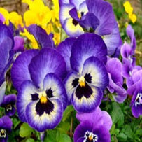 Pansy  flowers strong scented nature, they are perfect as garnishes. Pansy are also known to be used to dye clothes.