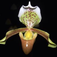  Therapeutic and scented orchid of sentosa Paphiopedilum insigne (Wall. et Lindl.) Pfitzer