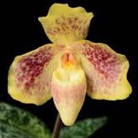  Therapeutic and scented orchid of sentosa Paphiopediulun concolor (Lindl. ex Bateman) Pfitzer