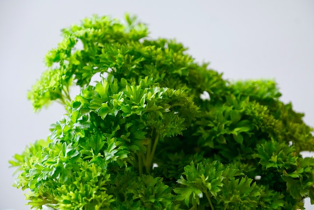 Parsley essential oil has a fresh, herbaceous, and slightly spicy scent. It is said to have a rejuvenating and stimulating effect on the mind and body.