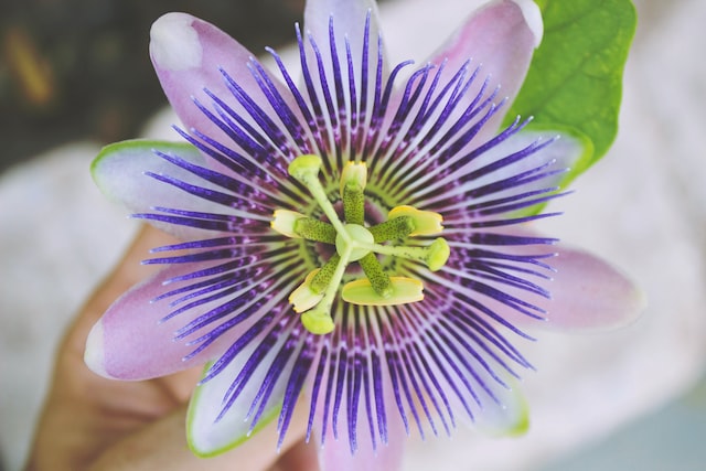 Captivating Aromatherapy with Passion Flower
