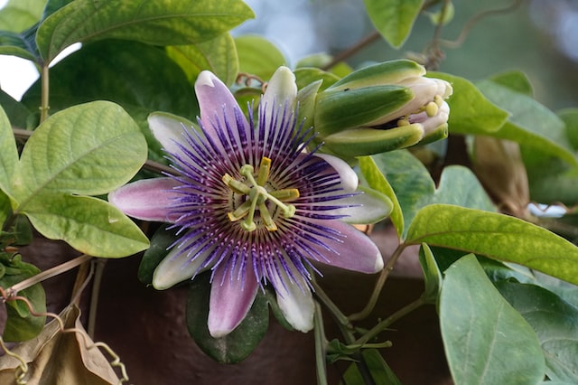 Passion flower was first discovered by Spanish explorers in the 16th century in South America. 