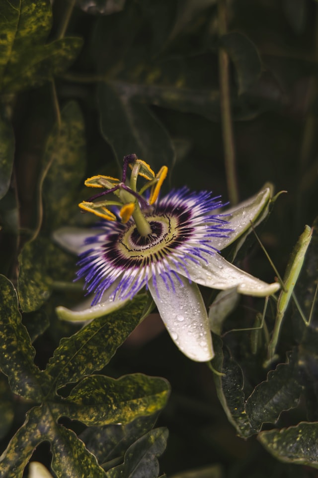 passion flower is also used as a symbol of love, passion, and devotion