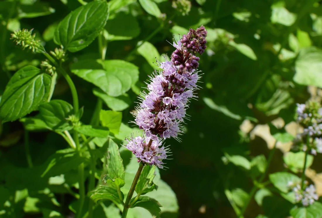 Patchouli can be used as an insect repellent, 