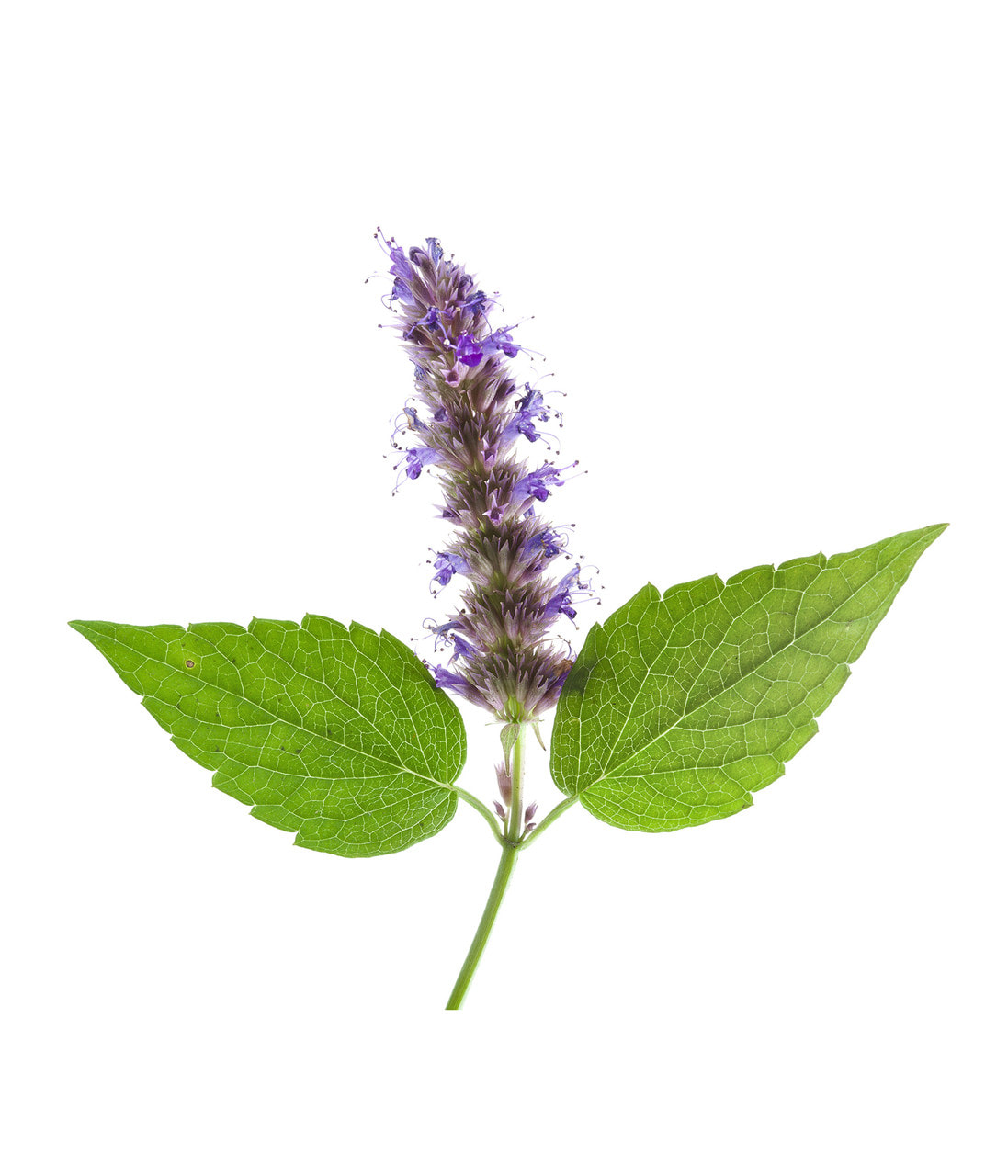In India, patchouli was considered to be a sacred plant and was used in religious rituals