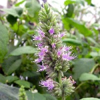Patchouli is a herb from the mint family