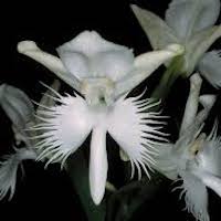  Therapeutic and scented orchid of sentosa Pecteilis susannae (L.) Raf. syn. Habenaria susannae (L.) R. Br.