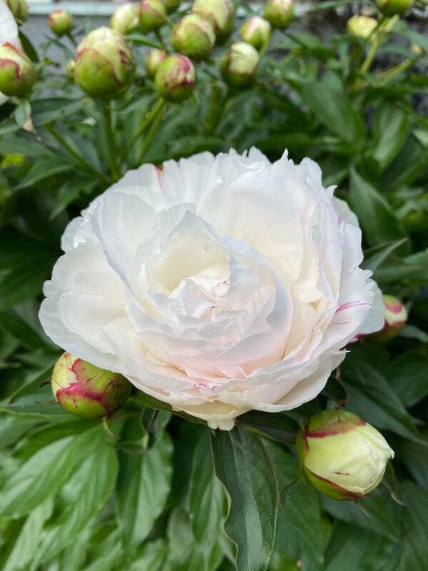 peony has become a popular flower in wedding bouquet 