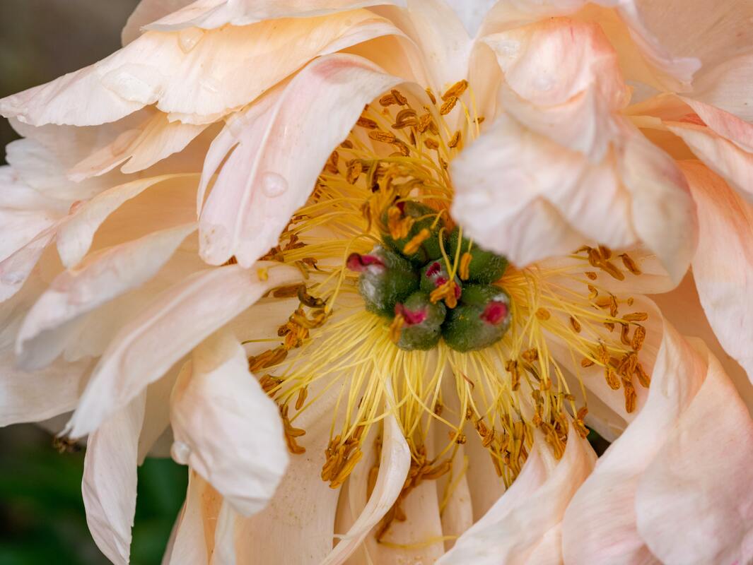 The scent of peonies can vary depending on the variety