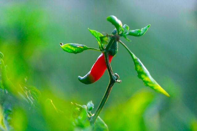  pepper has a distinct, pungent aroma that is often described as woody, spicy, and warm. 