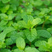 peppermint oil has a sharp scent that is cooling and refreshing