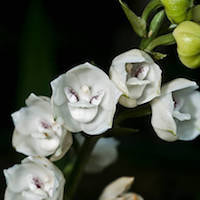 Peristeria Elata perfume ingredient at scentopia your orchids fragrance essential oils