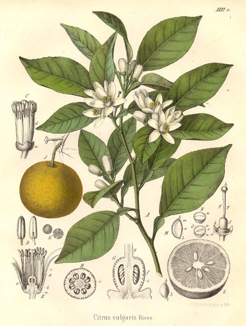 Petitgrain essential oil is a popular ingredient in perfumery