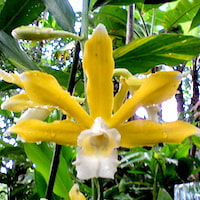 Phaius callosus Lindl. Therapeutic and scented orchid of sentosa 