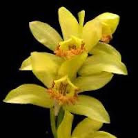 Phaius flavus perfume ingredient at scentopia your orchids fragrance essential oils