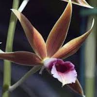Phaius Tankervilliae - ​Used in Floral 6 (Women) for Team building Perfume workshop​