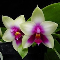 Phalaenopsis Bellina  perfume ingredient at scentopia your orchids fragrance essential oils