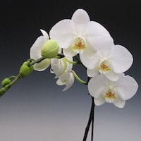 Phalaenopsis Kilby Cassviola - ​Used in Floral 1 (Men) for Team building Perfume workshop​