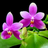 Phalaenopsis Violacea - ​Used in Woody 4 (Women) for Team building Perfume workshop​