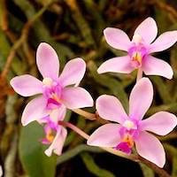 Phalaenopsis wilsonii Rolfe perfume ingredient at scentopia your orchids fragrance essential oils