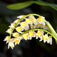 Pholidota cantonensis Rolfe Therapeutic and scented orchid of sentosa 