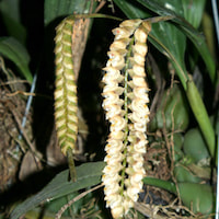 Pholidota imbricata Hook. f. Therapeutic and scented orchid of sentosa 