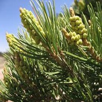 Pinon Pine Wild essential oil is recorded to have the ability to encourage good respiratory health