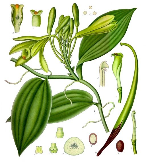 Vanilla is native of South and Central America and the Caribbean. Totonacs of Mexico's east coast 