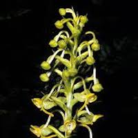  Therapeutic and scented orchid of sentosa Plantanthera edgeworthii (Hook f. ex Collett) RK Gupta syn. Habenaria edgeworthii Lindl., Habenaria acuminata (Twaites) Trimen