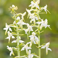 Platanthera bifolia (L.) Rich. Therapeutic and scented orchid of sentosa 