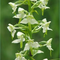 Platanthera Bifolia  perfume ingredient at scentopia your orchids fragrance essential oils