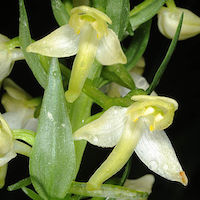 Platanthera chlorantha Cust. ex Rchb. perfume ingredient at scentopia your orchids fragrance essential oils