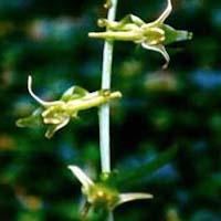Platanthera sikkimensis (Hook f.) Kraenz.  Therapeutic and scented orchid of sentosa 