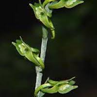Platanthera stenoglossa Hayata Therapeutic and scented orchid of sentosa 