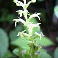  Therapeutic and scented orchid of sentosa Platanthera ussuriensis (Regel) Maxim. syn. Tulotis ussuriensis (Regel) Hara