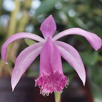  Therapeutic and scented orchid of sentosa Pleione bulbocodioides (Franch.) Rolfe