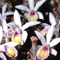  Therapeutic and scented orchid of sentosa Pleione maculata (Lindl.) Lindl. & Paxton