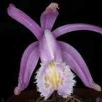 Pleione praecox (Sm.) D. Don Therapeutic and scented orchid of sentosa 