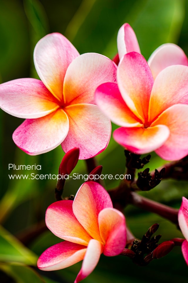 frangipani is a popular flower in many tropical countries