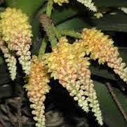  Therapeutic and scented orchid of sentosa Pomatocalpa spicatum Breda, Kuhl & Hasselt. syn. Pomatocalpa wendlandorum (Rchb.f.) J.J. Sm