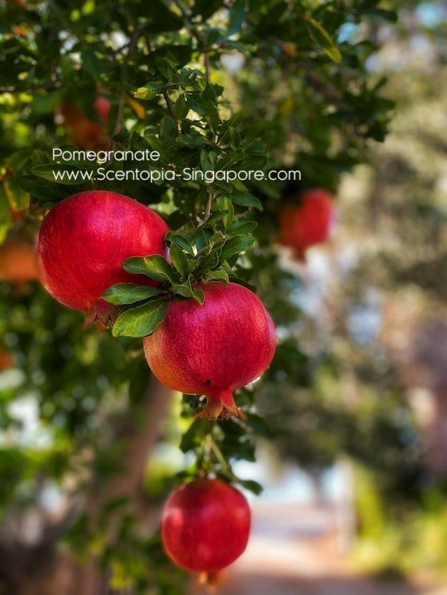scent profile of different pomegranates can vary.